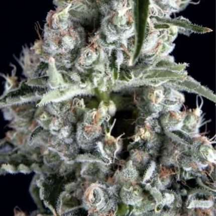 Boca Negra - Trikoma Seeds