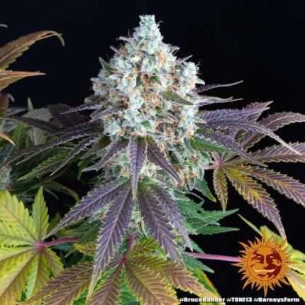 Bruce Banner - BARNEY'S FARM