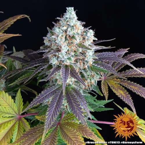 Bruce Banner - BARNEY'S FARM