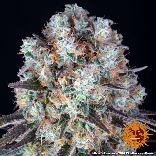 Bruce Banner – BARNEY’S FARM - immagine 2