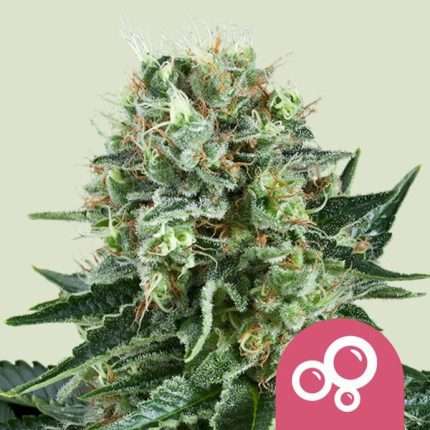 Bubble Kush - Royal queen seeds