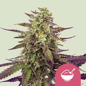 Cereal Milk - Royal queen seeds