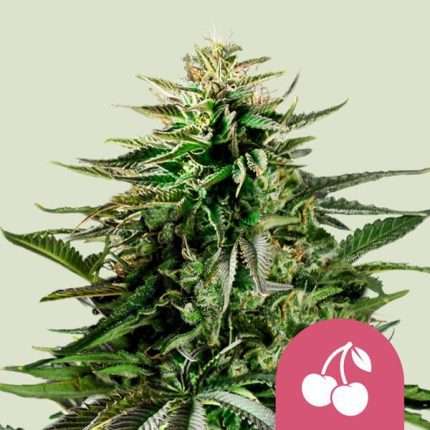 Cherry Pie - Royal queen seeds