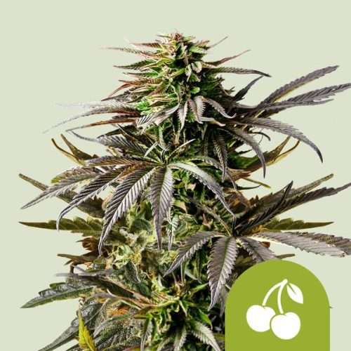 Cherry Pie Auto – Royal queen seeds