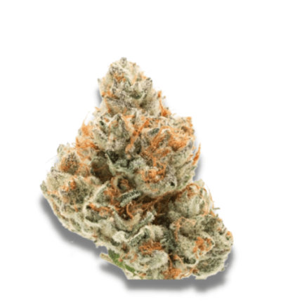Chocolate Sherbet - Growers choice