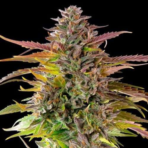 Cookies Gelato – Royal queen seeds - immagine 2