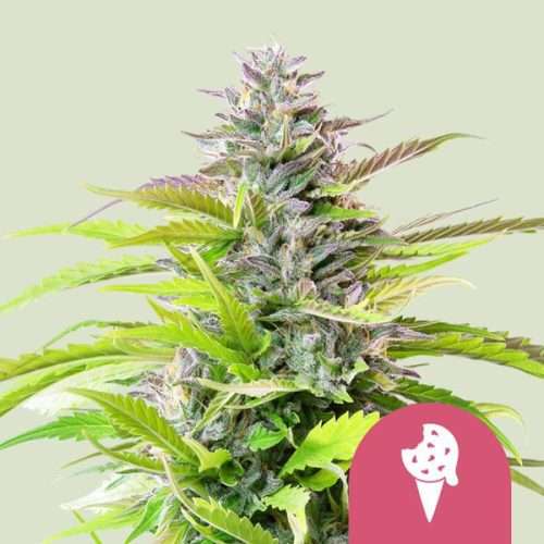Cookies Gelato - Royal queen seeds