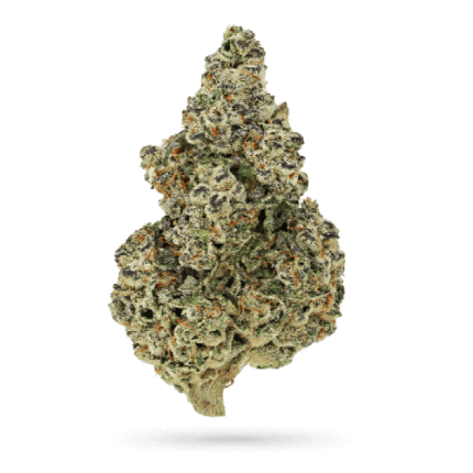 Crazy Roses Fast Version - Growers choice