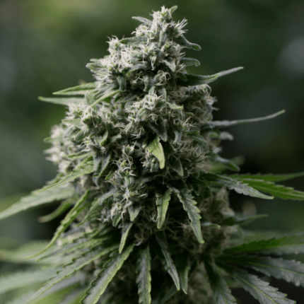 Critical+ 2.0 - Silent seeds
