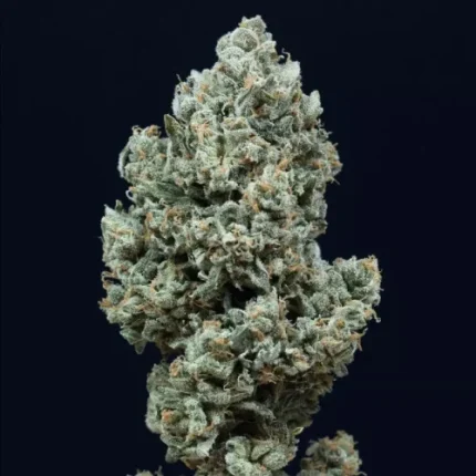 Critical + 2.0 Auto - Silent seeds