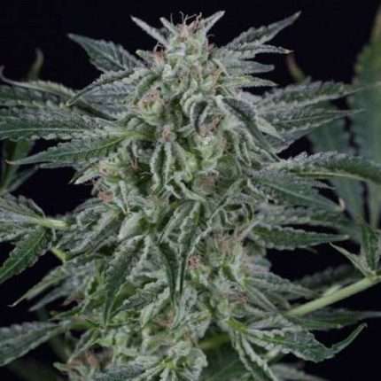 Critical Jack Auto - Silent seeds
