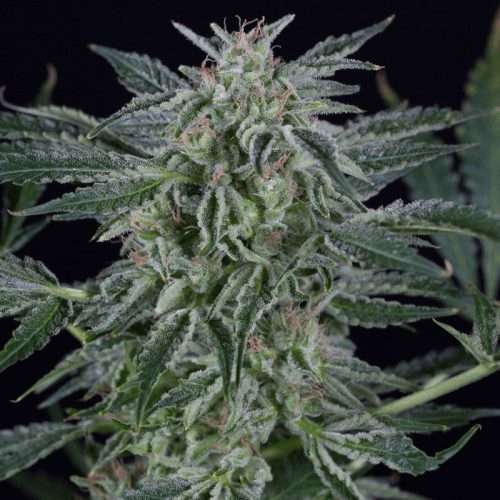 Critical Jack Auto - Silent seeds