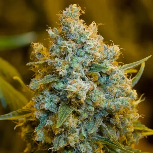 Critical Jack - Silent seeds