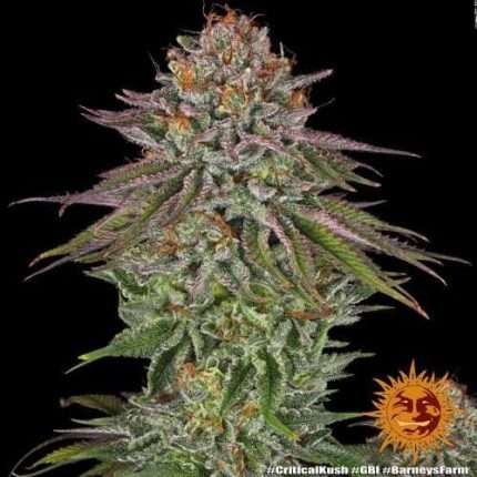 Critical Kush - BARNEY'S FARM