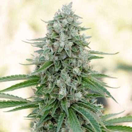 Critical Mango - Silent seeds