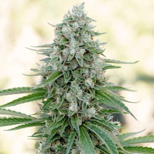 Critical Mango - Silent seeds