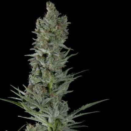 Critical Plus Auto - Trikoma Seeds