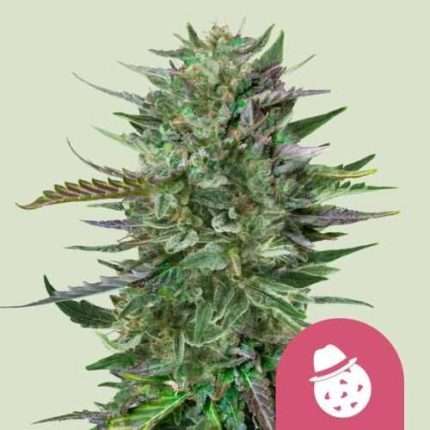 Do-Si-Do - Royal queen seeds