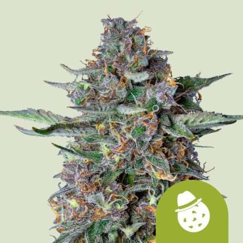Do-Si-Dos Auto - Royal queen seeds