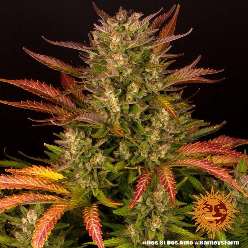Dos Si Dos Auto – BARNEY’S FARM