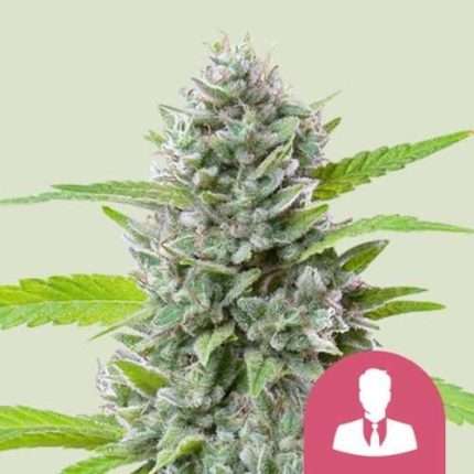El Patron - Royal queen seeds