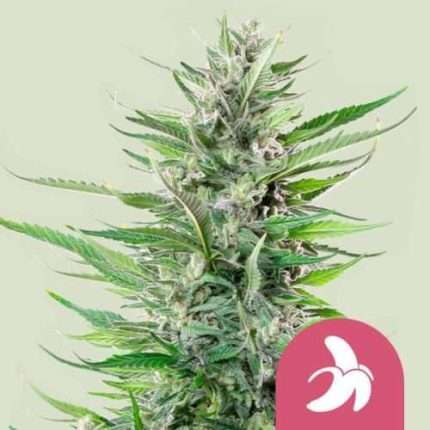 Fat Banana - Royal queen seeds