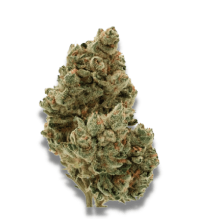 Frosty Gelato - Growers choice