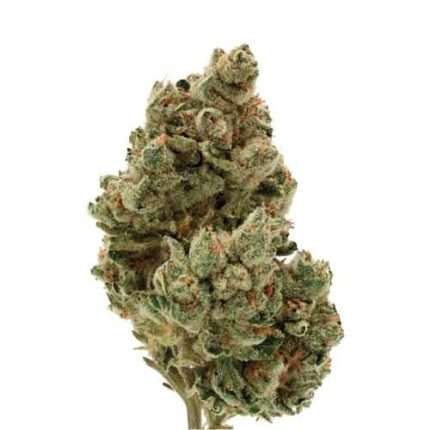 Frosty Gelato Auto - Growers choice