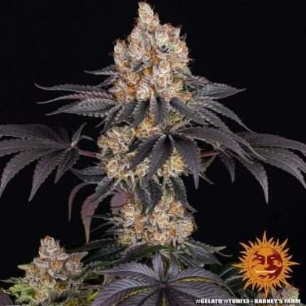 Gelato - BARNEY'S FARM