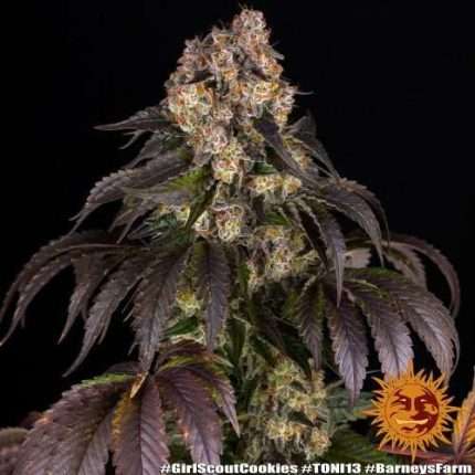 Girl Scout Cookies - BARNEY'S FARM