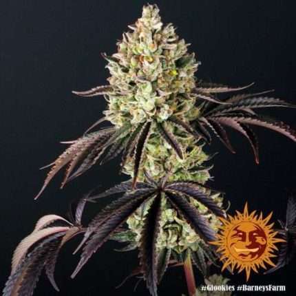 Glookies - BARNEY'S FARM