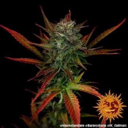 Glue Gelato Auto - BARNEY'S FARM