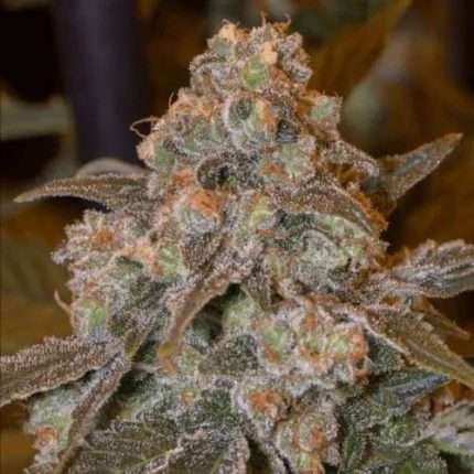 Gorilla Frost - Silent seeds