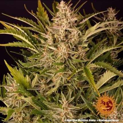 Gorilla Zkittlez Auto - BARNEY'S FARM