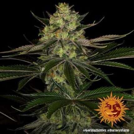 Gorilla Zkittlez  - BARNEY'S FARM