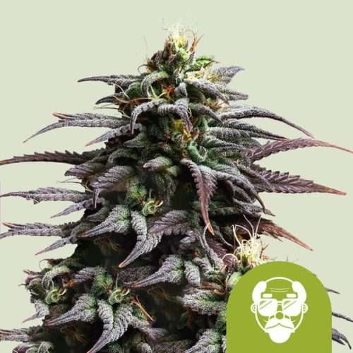 Granddaddy Purple Auto - Royal queen seeds