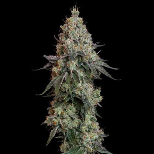Grape Ape – Royal queen seeds - immagine 2