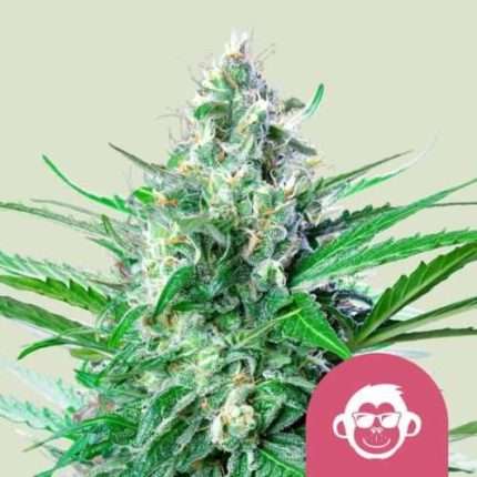 Grape Ape - Royal queen seeds