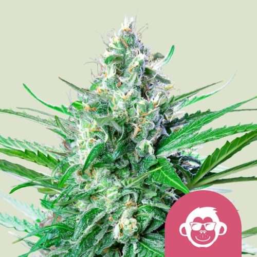 Grape Ape - Royal queen seeds