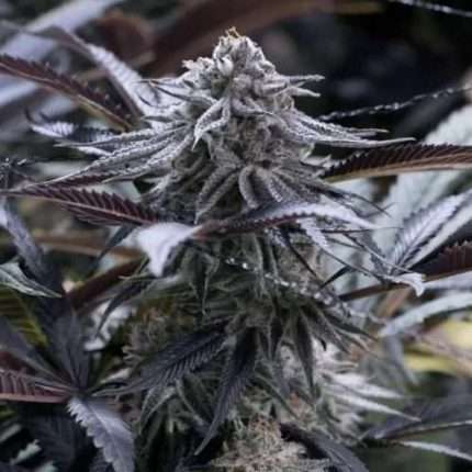Grape Juice - Silent seeds