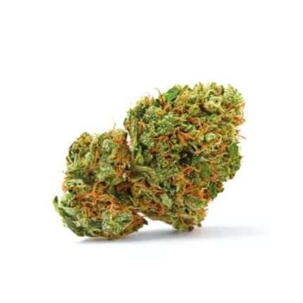 Grapefruit x Bubblegum Auto - Growers choice