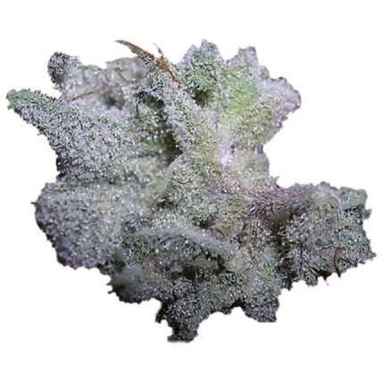 Braindamage Auto - Growers choice