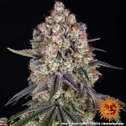 Ice Cream Cake - BARNEY'S FARM