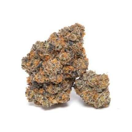 King Louis Garcia - Growers choice