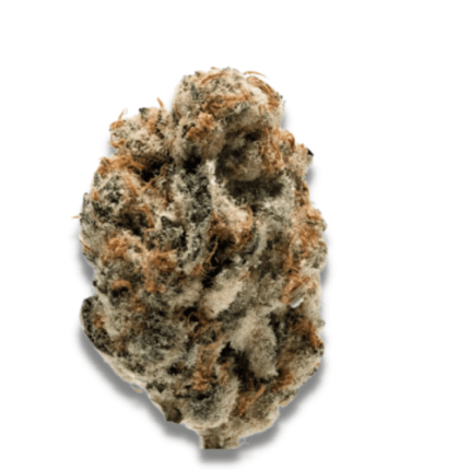 KO Kush - Growers choice