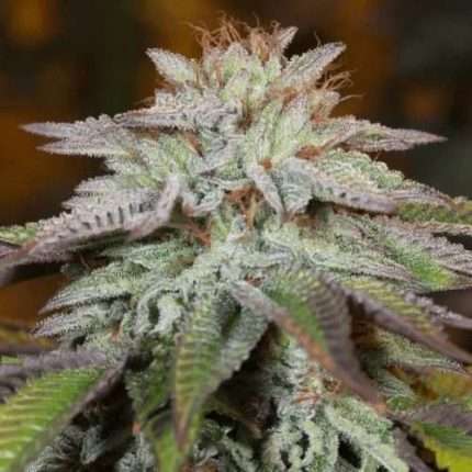 L.A. Vanilla Cake Auto - Silent seeds