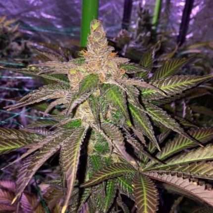 L.A Vanilla Cake - Silent seeds