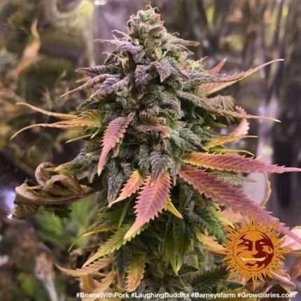 Laughing Buddha - BARNEY'S FARM