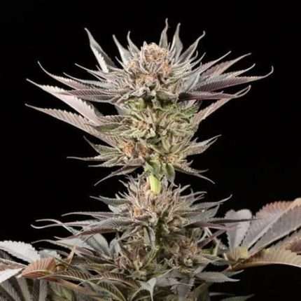 Lemon Tree 2.0 - Silent seeds