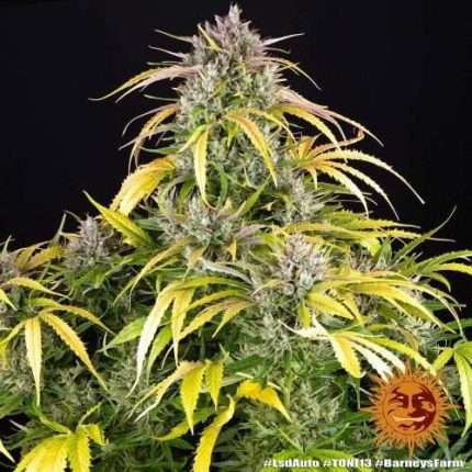 LSD Auto - BARNEY'S FARM